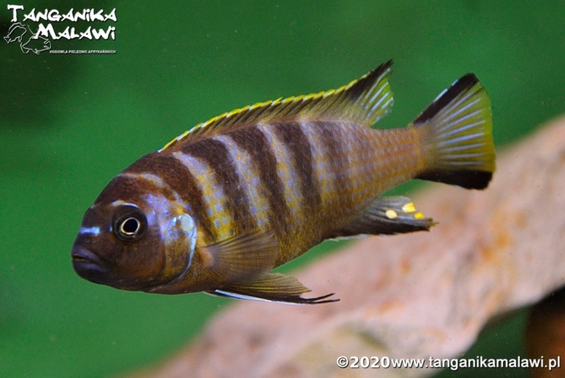 Maylandia melissa 'Katale Island'